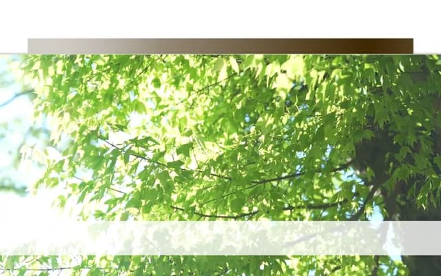 Kaneda Ophthalmology